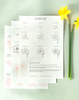 Drawing Guide: English Country Garden