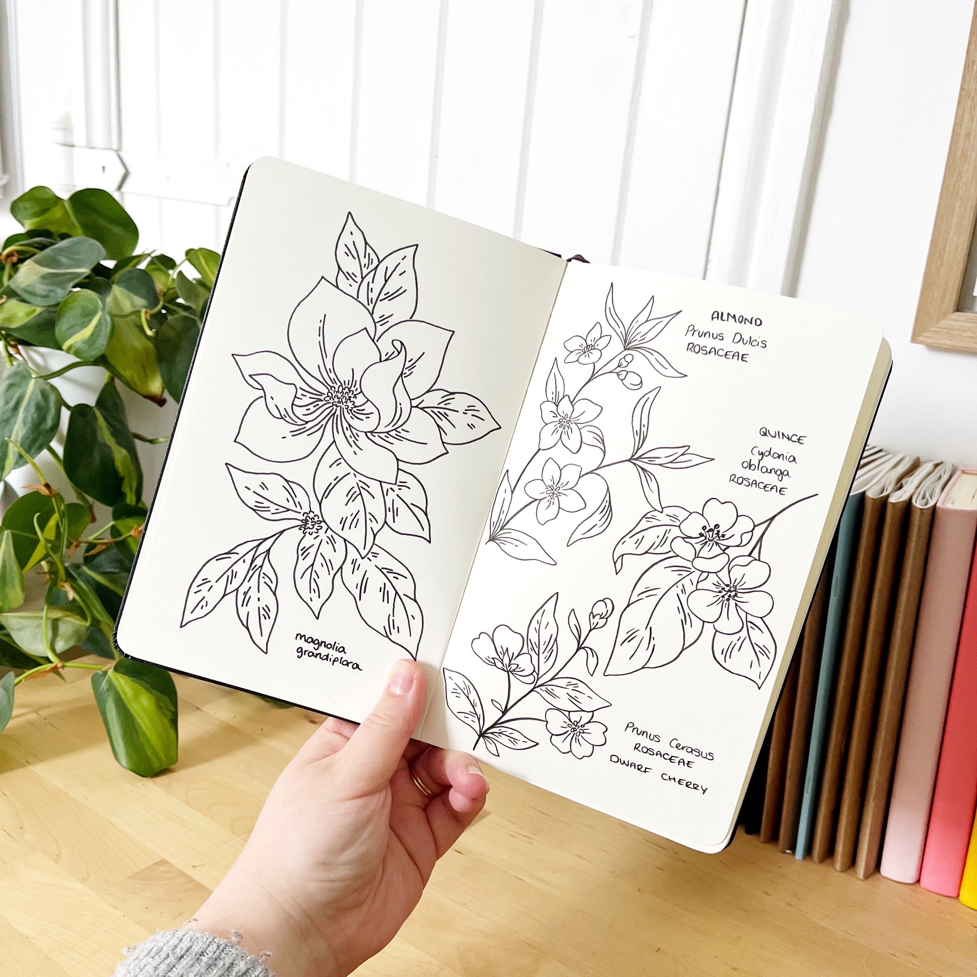 The artist behind our botanical drawing guide