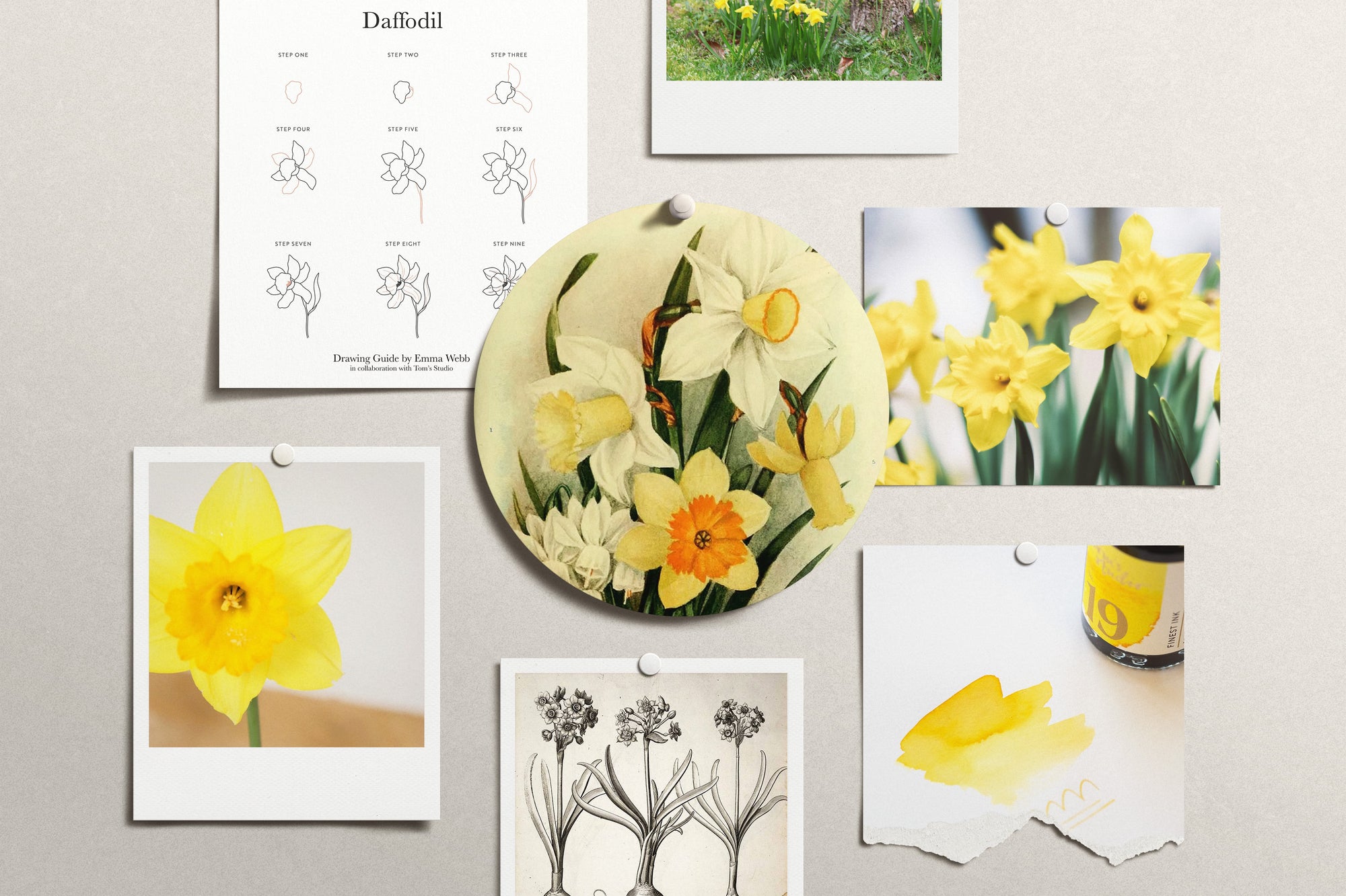 Bringing Daffodils to Life: A step-by-step guide to drawing nature's sunshine