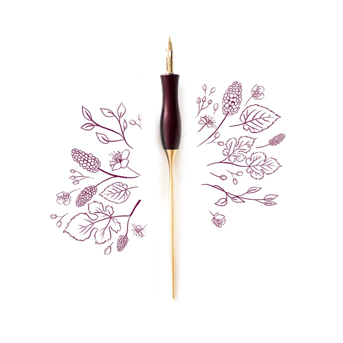 The bloom straight calligraphy pen in mulberry on a background of illustration in ink